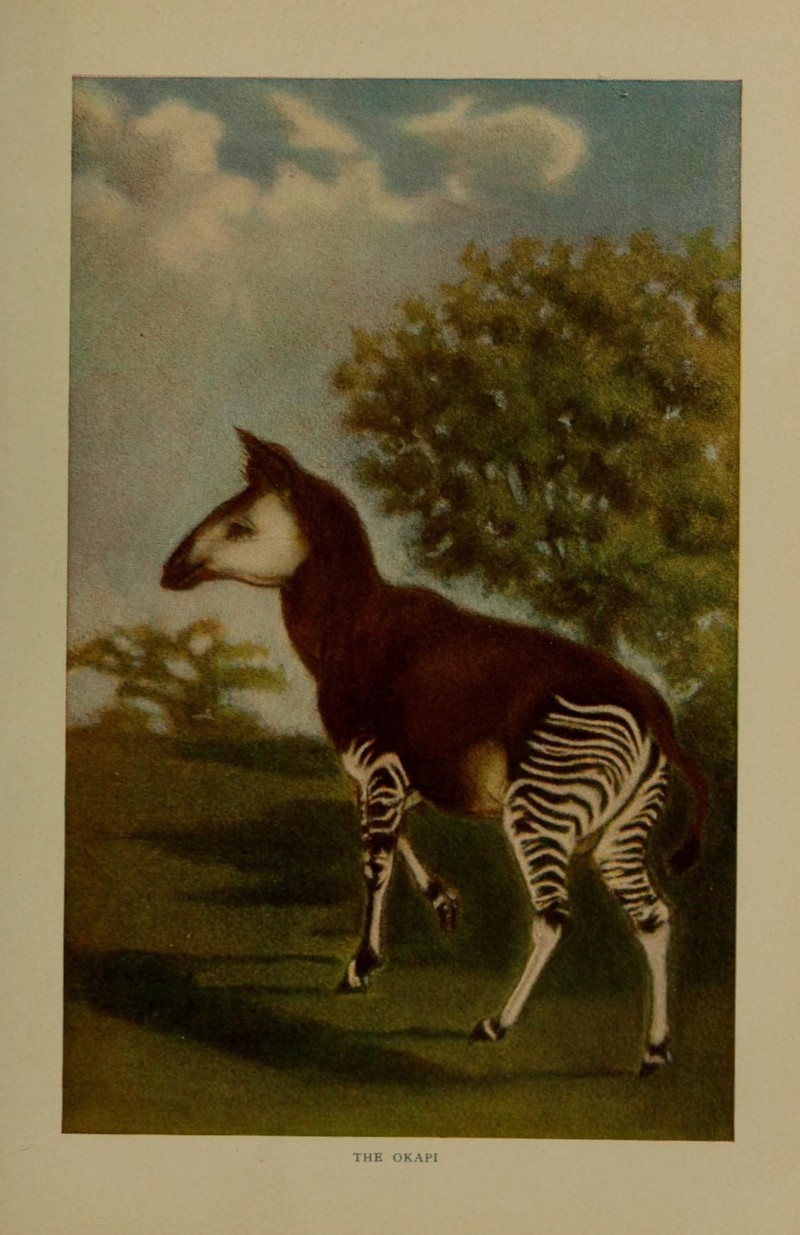 The life of animals (Colored Plate 12) (7171950698).jpg