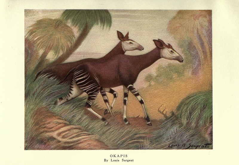 The wild beasts of the world (Plate 20) (8116044530).jpg