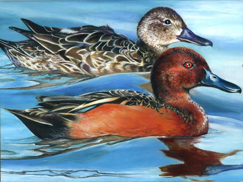 The finalist from Tennessee for the 2011 Junior Duck Stamp Art Contest. (5598462440).jpg