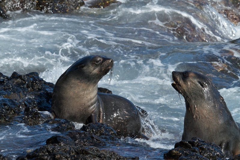 6954210738 899e1895db o - subantarctic fur seal (Arctocephalus tropicalis).jpg