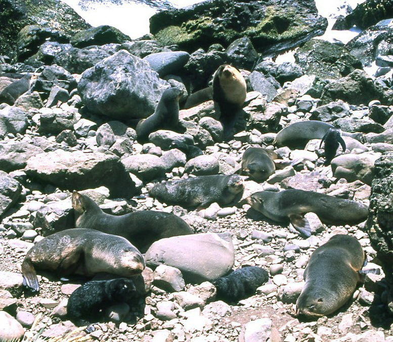 Arctocephalus tropicalis example of harem - subantarctic fur seals.JPG