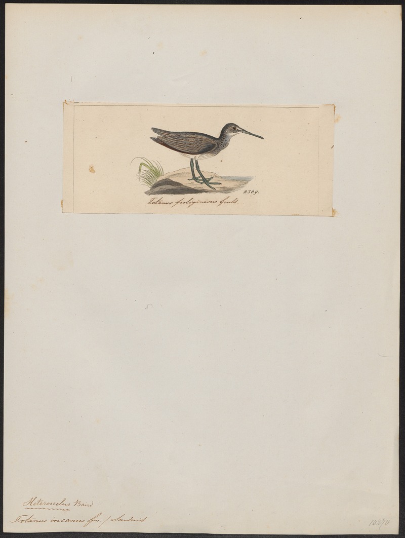 Totanus incanus - 1820-1860 - Print - Iconographia Zoologica - Special Collections University of Amsterdam - UBA01 IZ17400105.jpg