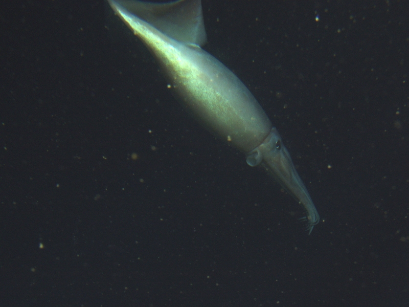 Sanc1686 - Flickr - NOAA Photo Library - Humboldt squid (Dosidicus gigas).jpg