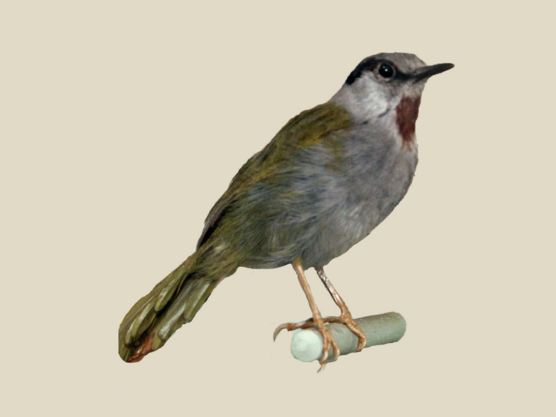 Gray-capped. Warbler specimen RWD.jpg