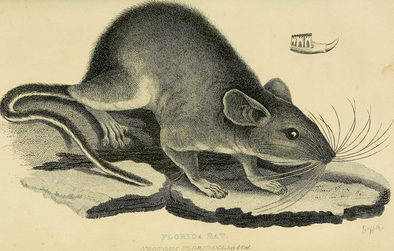 The class Mammalia (1827) (20630096926).jpg