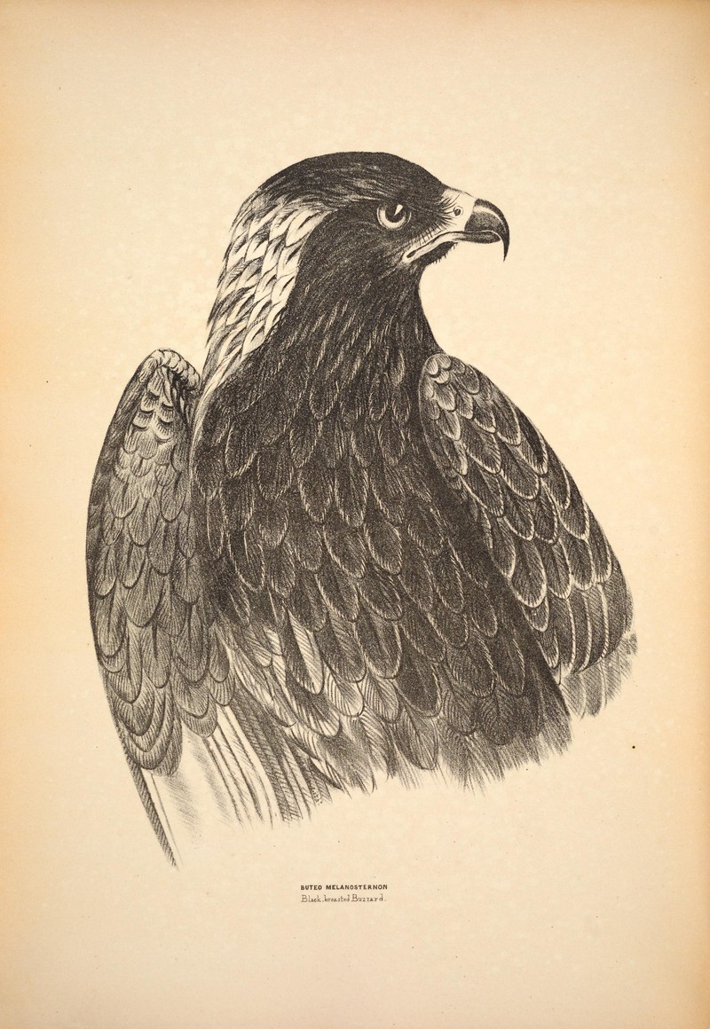 Companion to Gould's Handbook; or, Synopsis of the birds of Australia (Plate 7) (6797512416).jpg