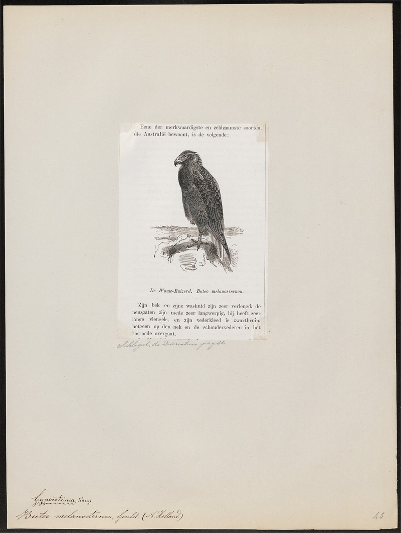 Buteo melanosternon - 1872 - Print - Iconographia Zoologica - Special Collections University of Amsterdam - UBA01 IZ18200047.jpg