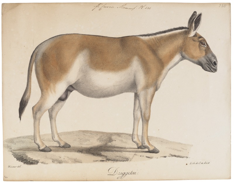 Equus hemionus - 1700-1880 - Print - Iconographia Zoologica - Special Collections University of Amsterdam - UBA01 IZ21700099.jpg