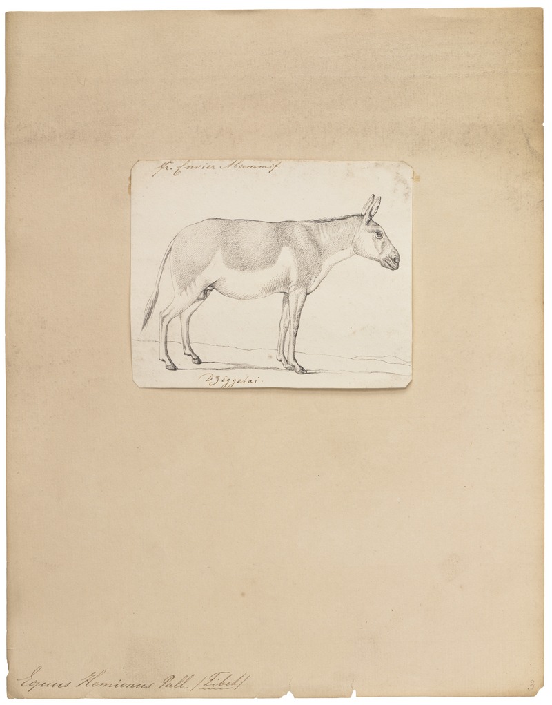 Equus hemionus - 1700-1880 - Print - Iconographia Zoologica - Special Collections University of Amsterdam - UBA01 IZ21700101.jpg