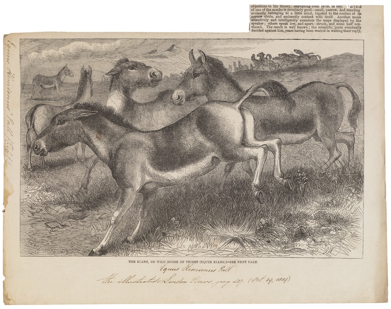 Equus hemionus - 1700-1880 - Print - Iconographia Zoologica - Special Collections University of Amsterdam - UBA01 IZ21700111.jpg
