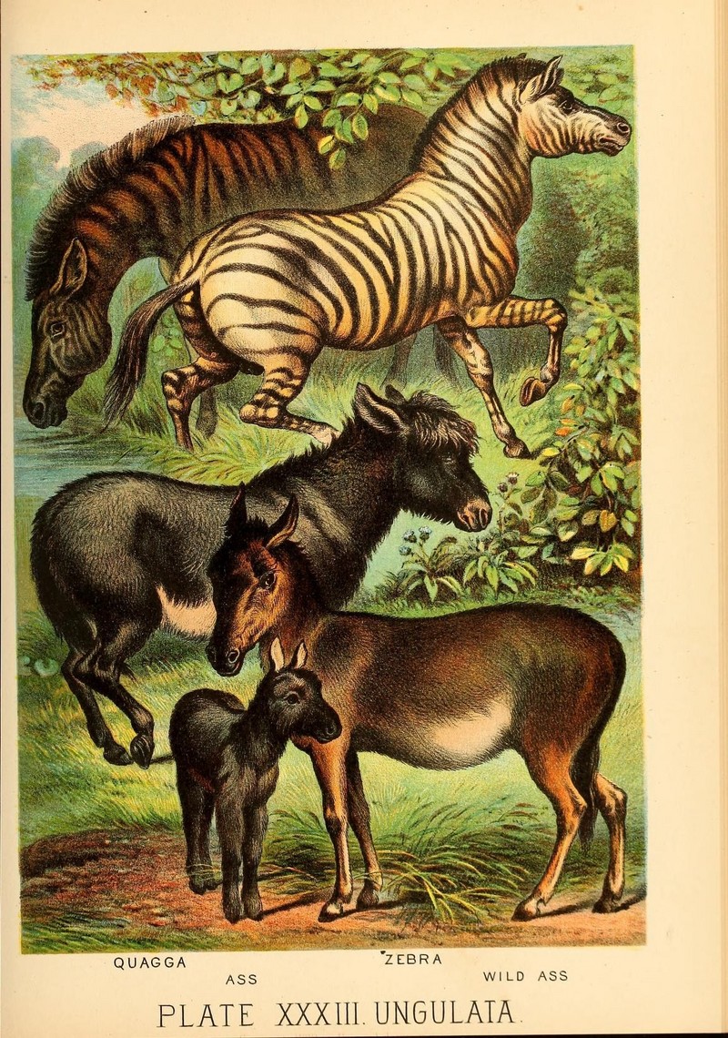 Johnson's household book of nature (Plate XXXIII) (7268661638).jpg