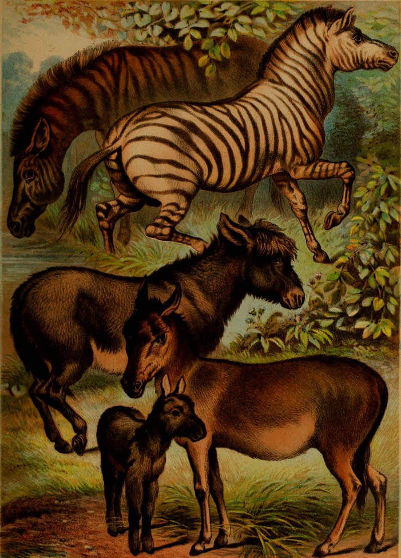 The animal kingdom; based upon the writings of the eminent naturalists, Audubon, Wallace, Brehm, Wood and others (1897) (18009082358).jpg