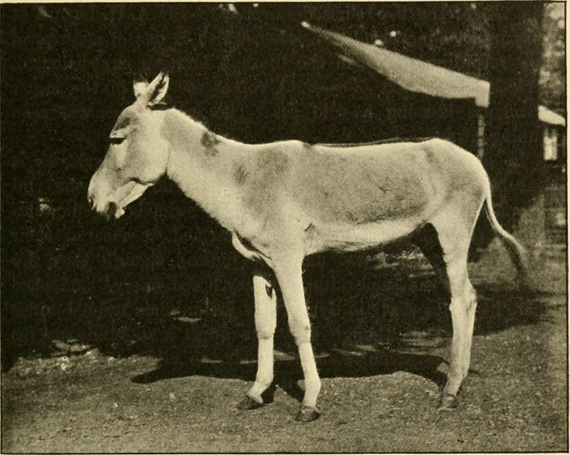 The origin and influence of the thoroughbred horse (1905) (14780373332).jpg