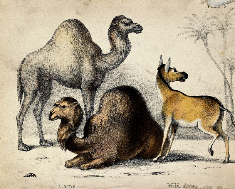 Two camels and a wild ass before palm trees. Coloured chalk Wellcome V0020465.jpg