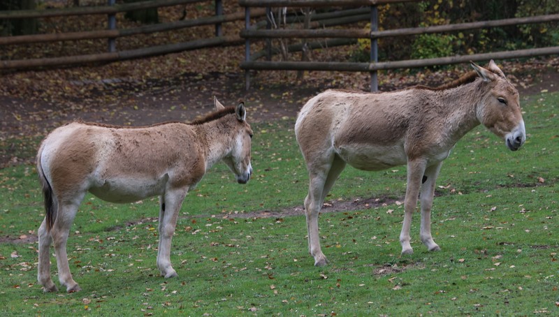 Kulan Equus hemionus kulan Tiergarten-Nuernberg-12 - Transcaspian wild ass (Equus hemionus kulan).jpg