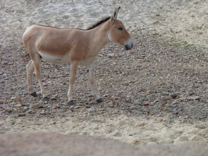 Onager in Wildlands - Mongolian wild ass (Equus hemionus hemionus).jpg