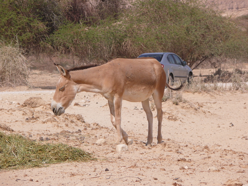 Pere-Parsi001 - Persian onager (Equus hemionus onager).jpg