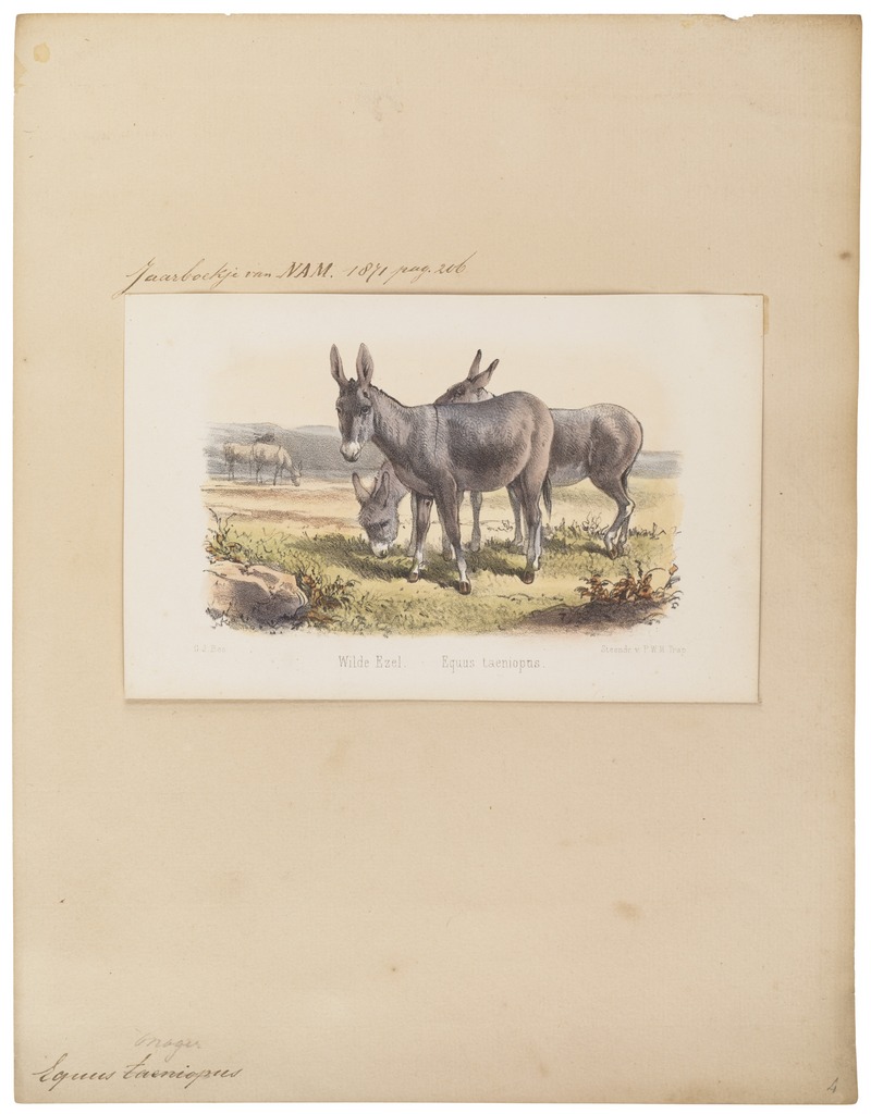 Equus onager - 1700-1880 - Print - Iconographia Zoologica - Special Collections University of Amsterdam - UBA01 IZ21700091.jpg