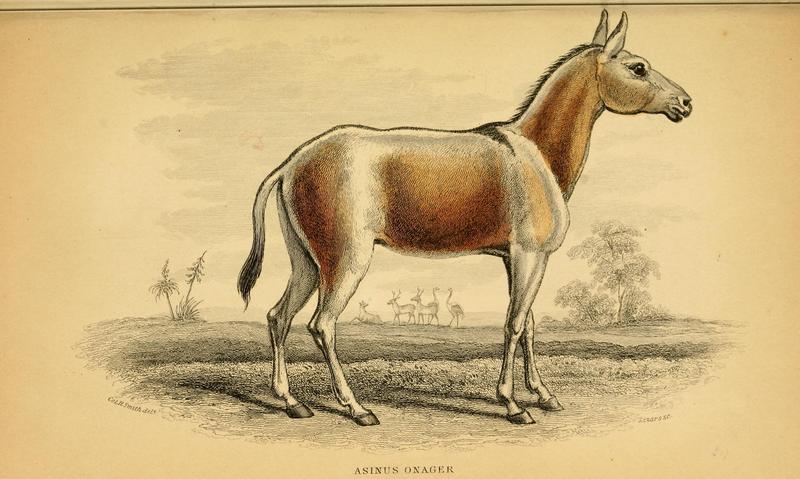 The natural history of horses (Plate XVIII) BHL18556862.jpg