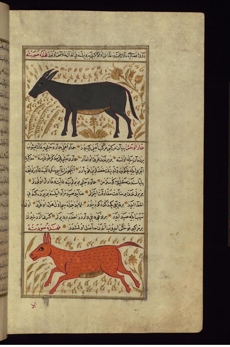 Zakariya ibn Muhammad Qazwini - A Donkey and a Wild Ass - Walters W65984B - Full Page.jpg