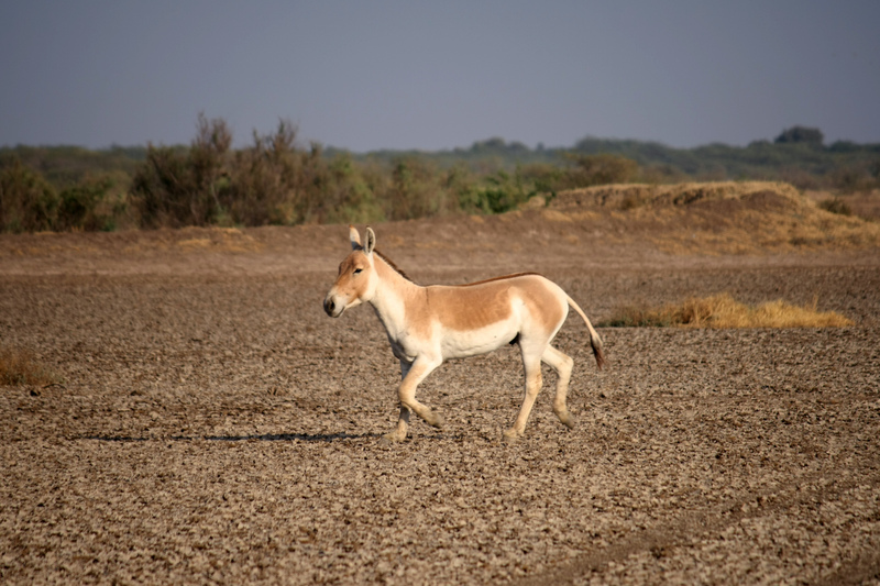 Asiatic Wild ass - Indian wild ass (Equus hemionus khur).jpg