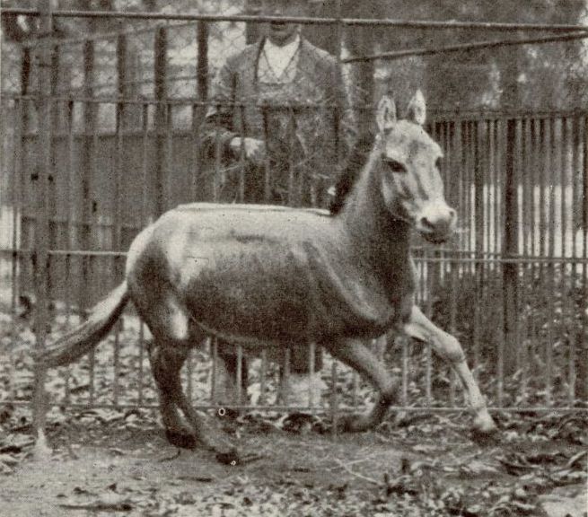 Syrian wild ass - Syrian wild ass (Equus hemionus hemippus).jpg