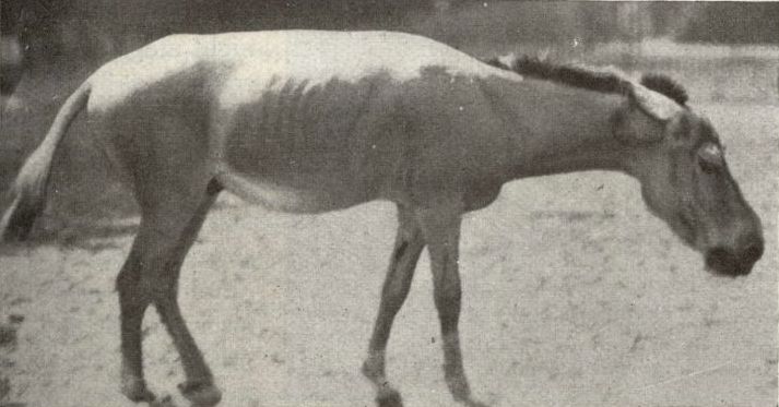Equus hemionus hemippus.jpg