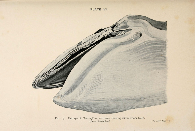 A book of whales (Plate VI) (6002554442).jpg