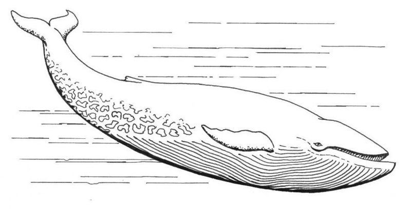 Blue Whale (PSF).jpg