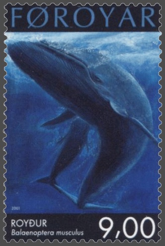 Faroe stamp 402 blue whale (Balaenoptera musculus).jpg