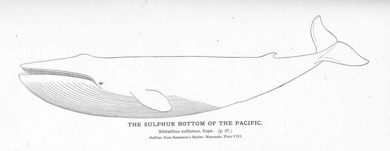 FMIB 50845 Sulphur Bottom of the Pacific.jpeg