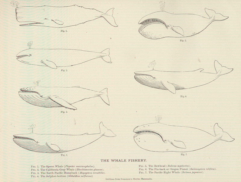 FMIB 45971 Whale Fishery.jpeg