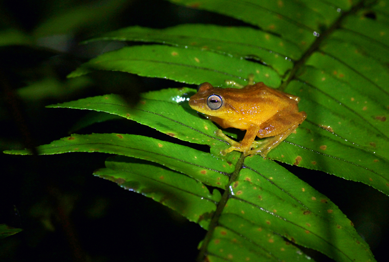 Blue eyed bush frog at Bisle - Coorg yellow bush frog (Raorchestes luteolus).jpg