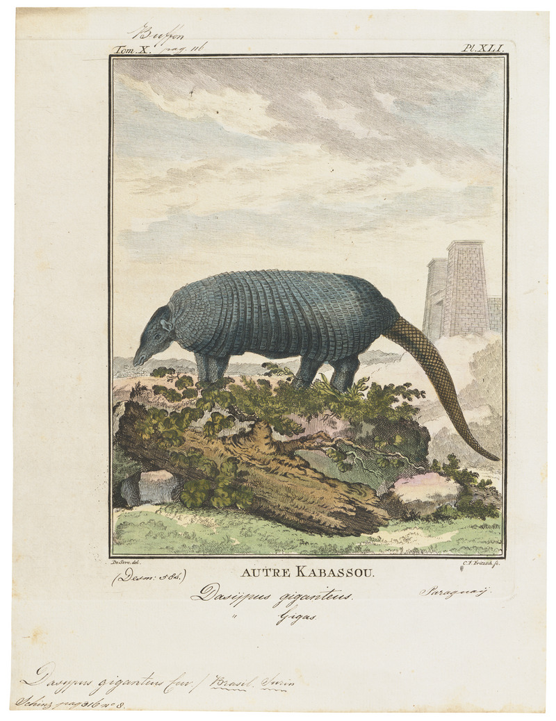 Dasypus giganteus - 1700-1880 - Print - Iconographia Zoologica - Special Collections University of Amsterdam - UBA01 IZ21000089.jpg