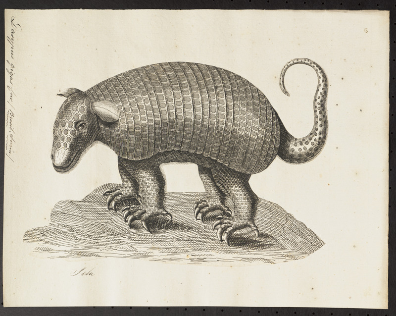Dasypus gigas - 1700-1880 - Print - Iconographia Zoologica - Special Collections University of Amsterdam - UBA01 IZ21000077.jpg