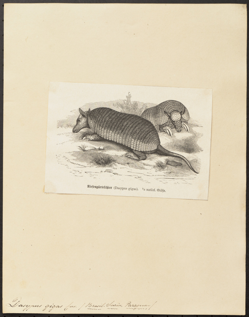 Dasypus gigas - 1700-1880 - Print - Iconographia Zoologica - Special Collections University of Amsterdam - UBA01 IZ21000087.jpg
