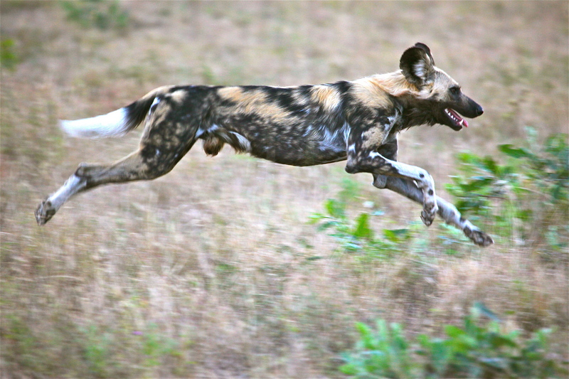 Painted Wolf in the Hunt (6753102571) - African wild dog (Lycaon pictus).jpg