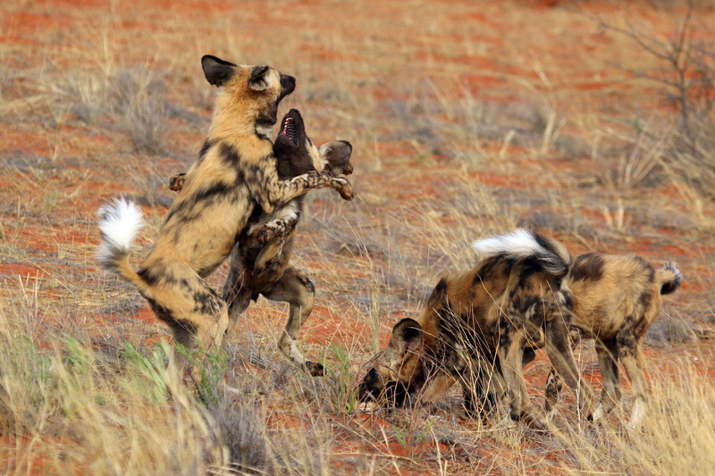 African wild dog (Lycaon pictus pictus) play fighting.jpg