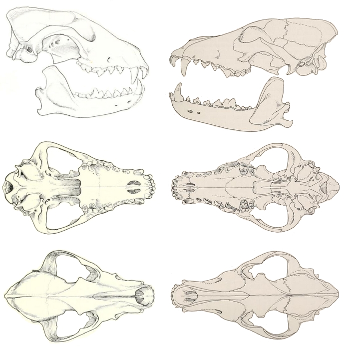 Lycaon pictus & Canis lupus skulls.png