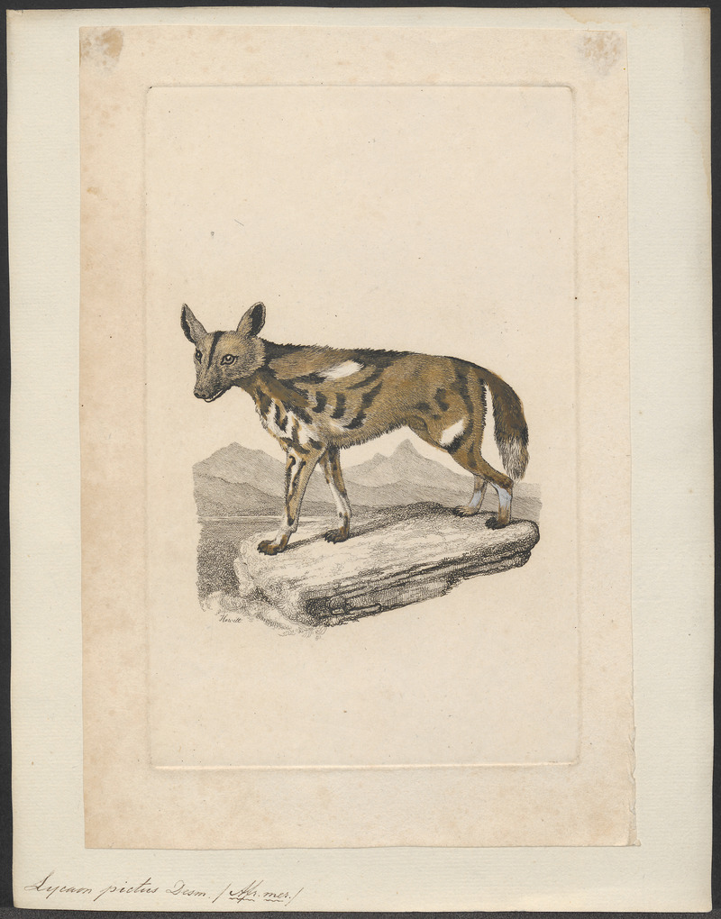 Lycaon pictus - 1700-1880 - Print - Iconographia Zoologica - Special Collections University of Amsterdam - UBA01 IZ22200331.jpg