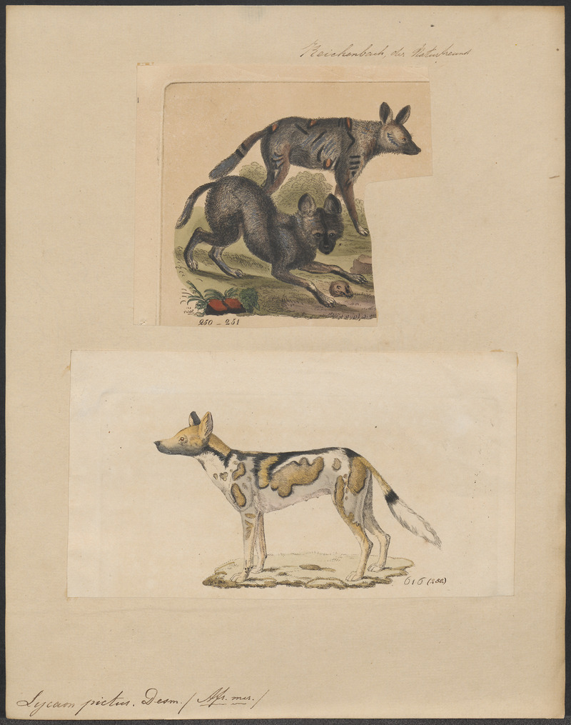 Lycaon pictus - 1700-1880 - Print - Iconographia Zoologica - Special Collections University of Amsterdam - UBA01 IZ22200333.jpg
