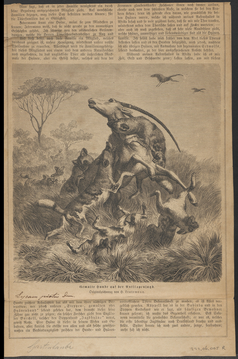 Lycaon pictus - 1700-1880 - Print - Iconographia Zoologica - Special Collections University of Amsterdam - UBA01 IZ22200335.jpg