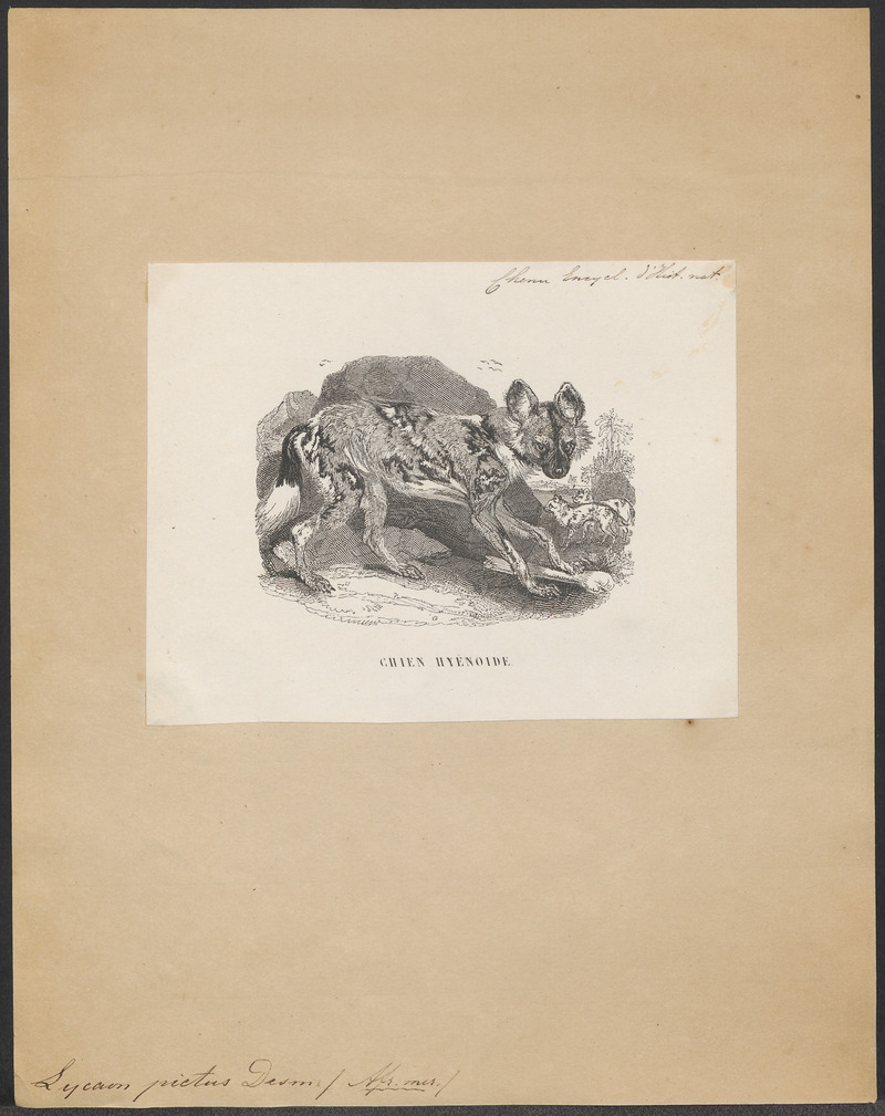 Lycaon pictus - 1851-1876 - Print - Iconographia Zoologica - Special Collections University of Amsterdam - UBA01 IZ22200339.jpg