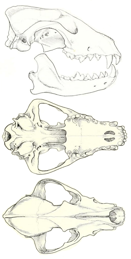 Rosevear African wild dog skull.png