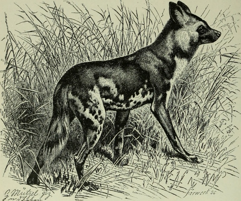 Brehm's Life of animals - a complete natural history for popular home instruction and for the use of schools. Mammalia (1896) (20404671312).jpg
