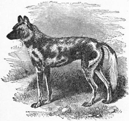 EB1911 Carnivora Fig. 5 - The African Hunting-Dog.jpg