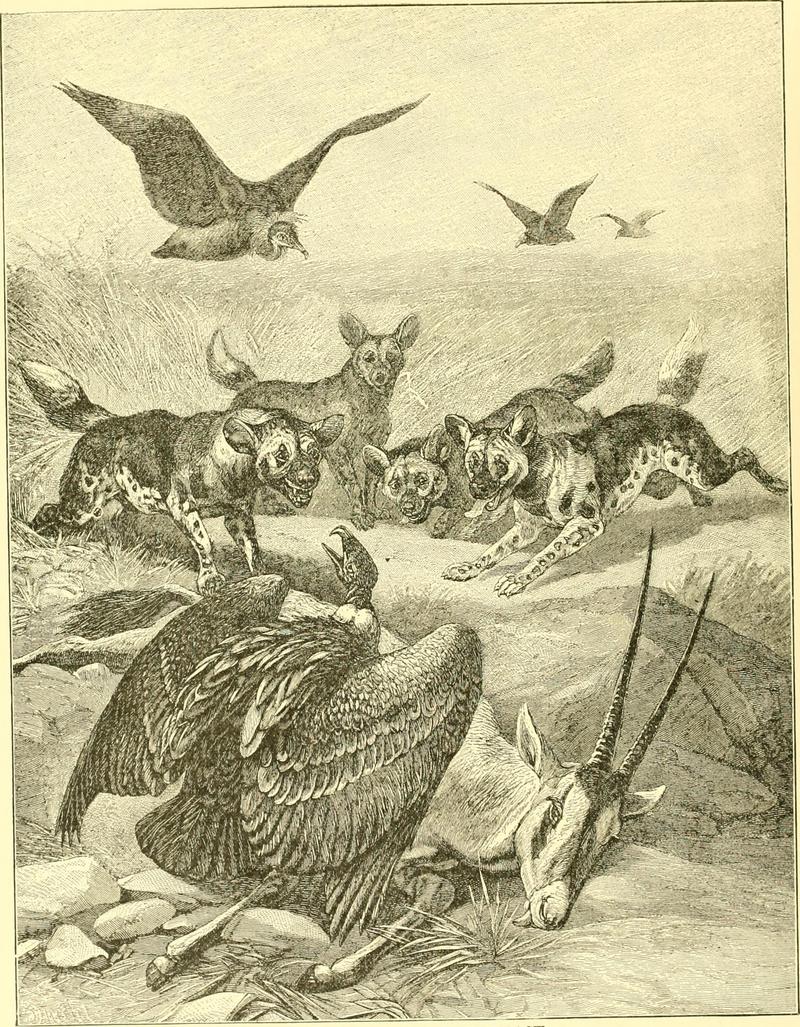 Hunting and trapping stories; a book for boys (1903) (14780197084).jpg