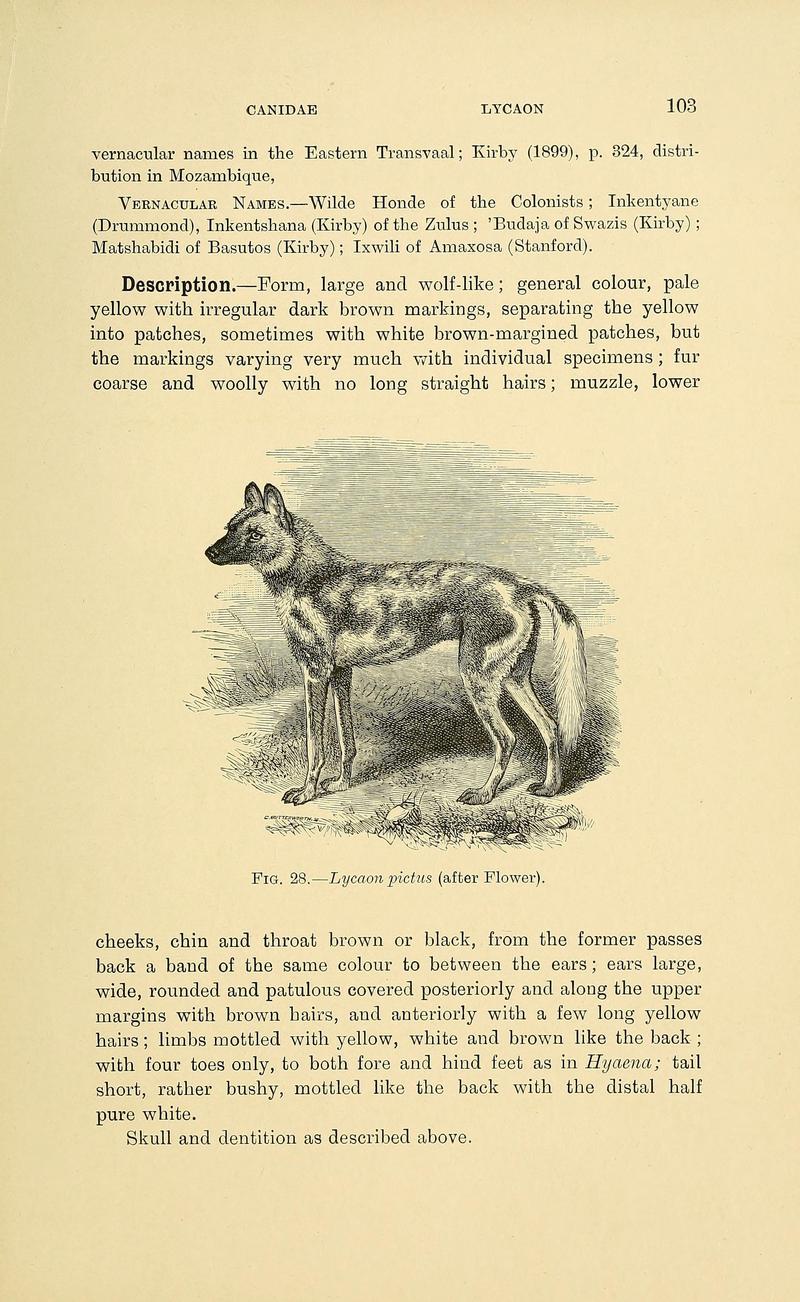 The mammals of South Africa (Page 103) BHL32177571.jpg
