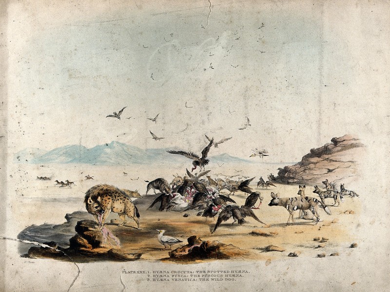 Three types of hyena and many vultures surrounding a kill on Wellcome V0021565.jpg