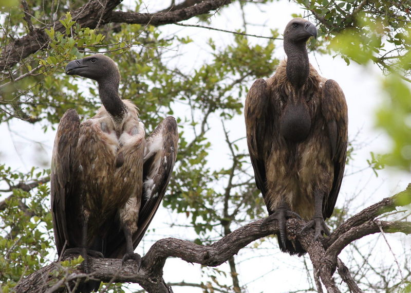 Cape Vulture, Gyps coprotheres at Kruger National Park (13912175084).jpg
